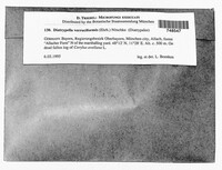 Diatrypella favacea image